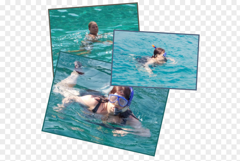 Swimming Pool Water Leisure Marine Mammal PNG