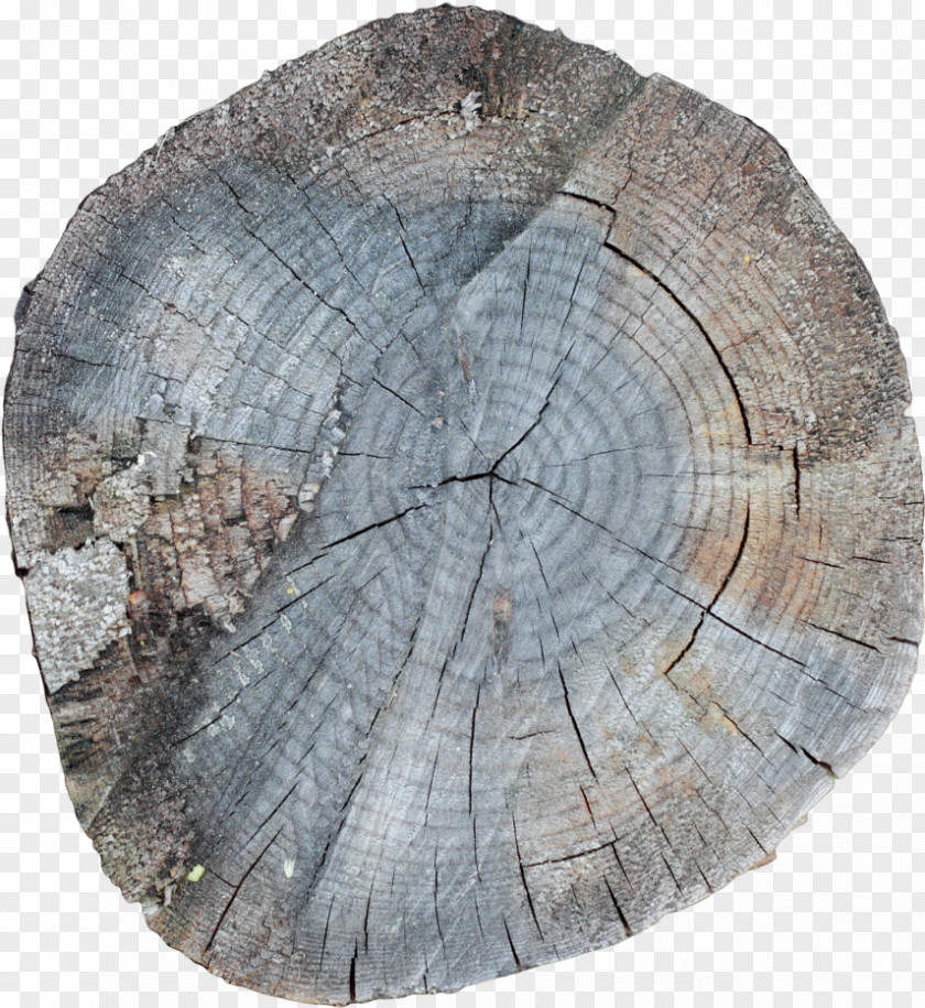 Tree Ring 7 January /m/083vt Wood Stock Photography PNG