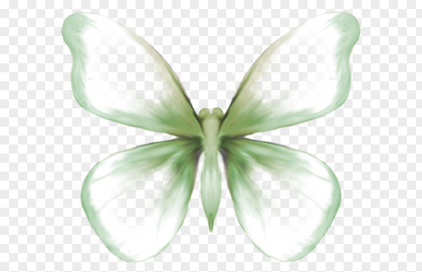 Butterfly Moth Symmetry Petal PNG