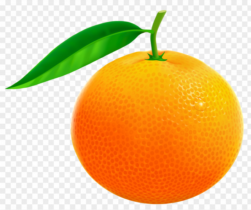 Orange Vector Clipart Image Grapefruit Pomelo Clip Art PNG