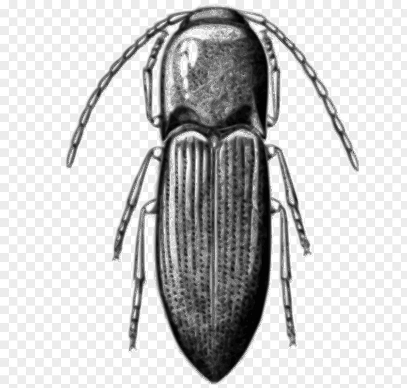 Beetle Alyma Lawlerae Chile Clip Art PNG