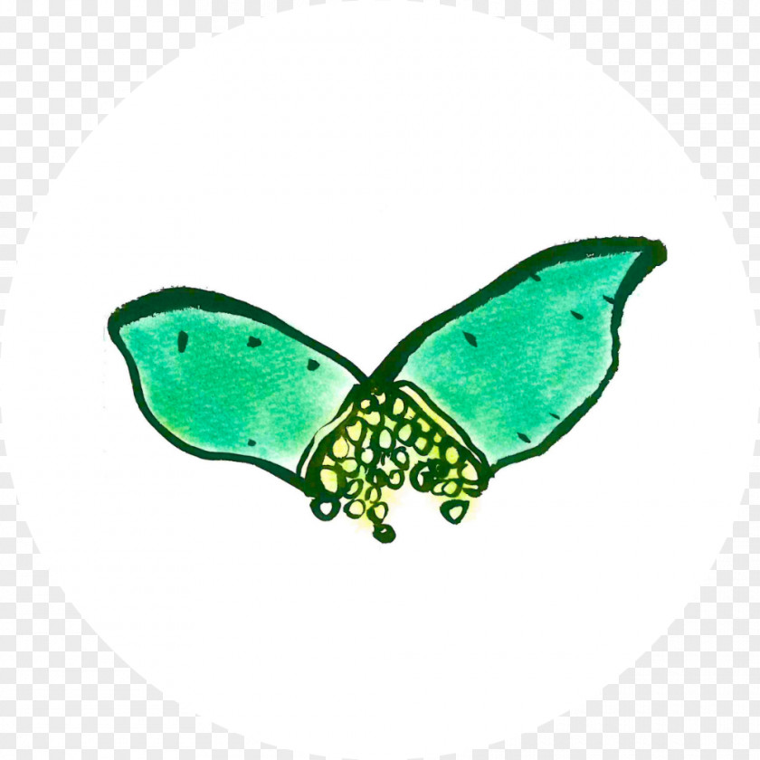 Butterfly 2M Butterflies And Moths PNG