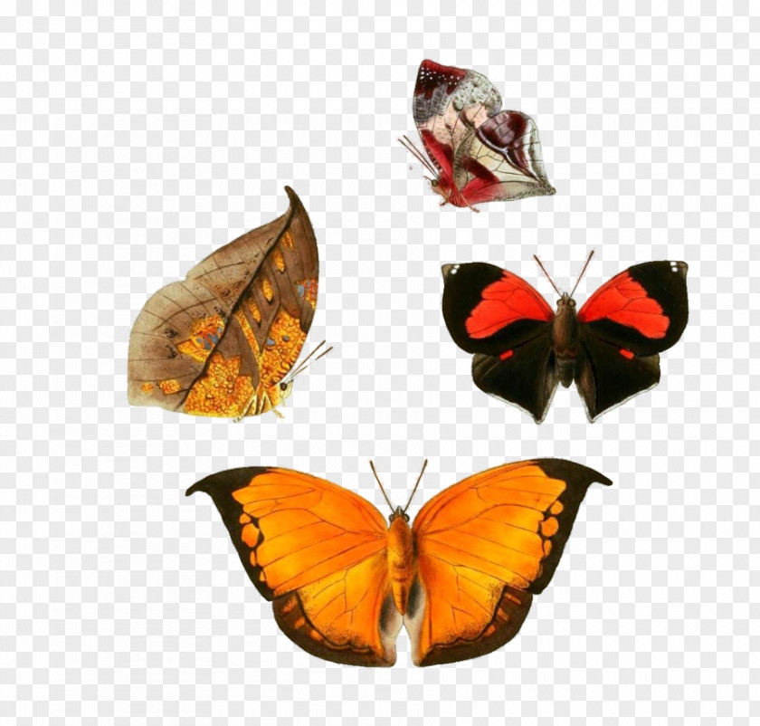 Butterfly An Epitome Of The Natural History Insects China: Comprising Figures And Descriptions Upwards One Hundred New, Singular, Beautiful Species Clip Art PNG