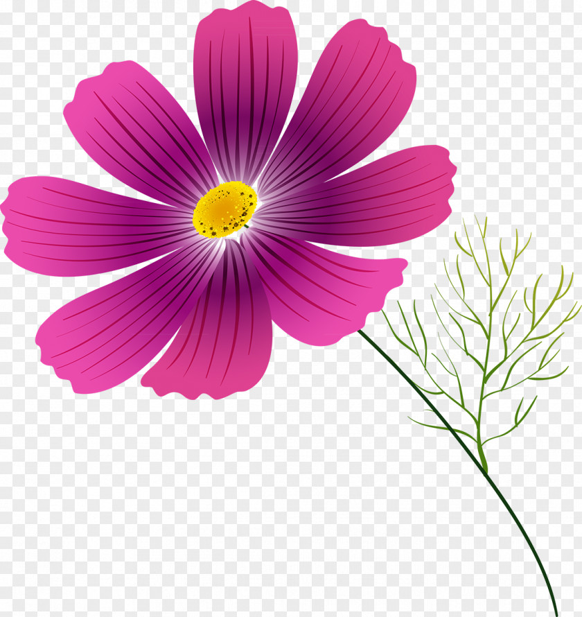 Cosmos Flower Annual Plant Clip Art PNG