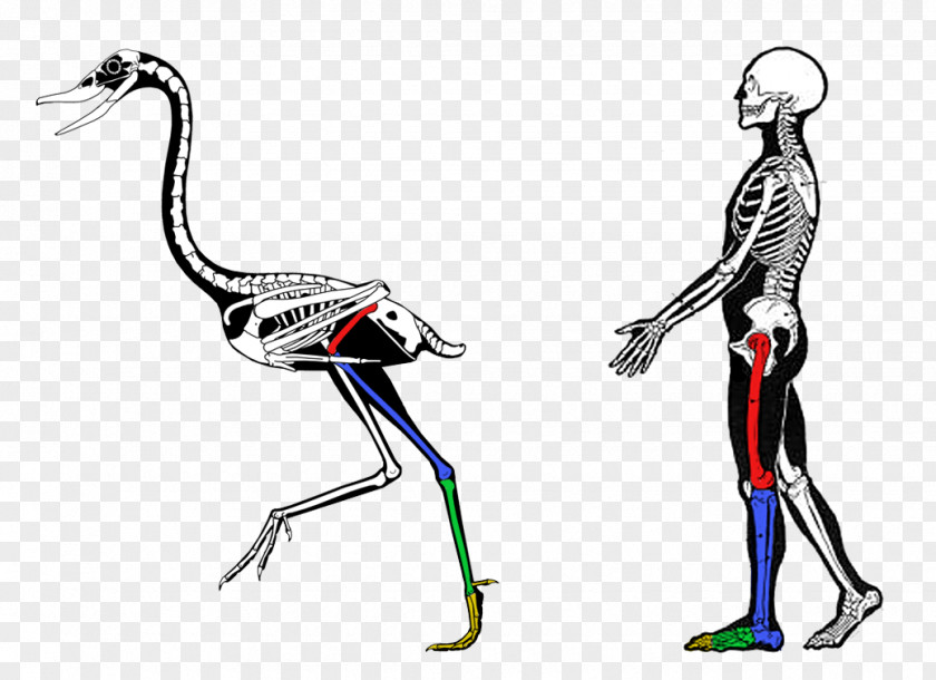 Anatomy Comparative Vertebrate Biology Evidence Of Common Descent PNG