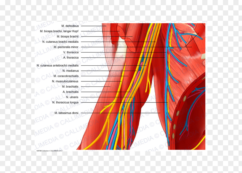 Arm Median Nerve Ulnar Elbow PNG