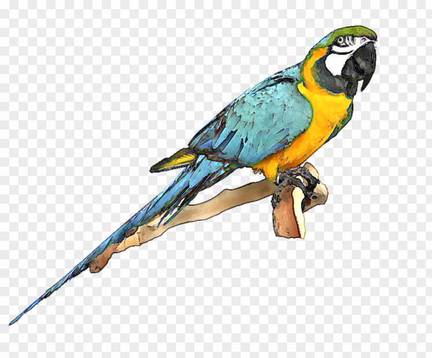 Free Bluebird Clipart Parrot Bird Blue-and-yellow Macaw Clip Art PNG