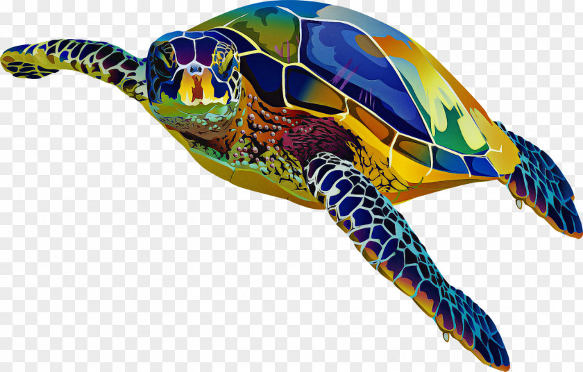 Loggerhead Sea Turtle Turtles Reptiles Tortoise PNG