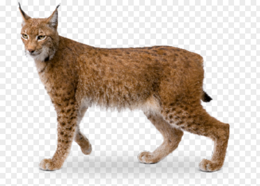 Lynx Bobcat Eurasian Wildcat California Spangled Av Hayvanı PNG