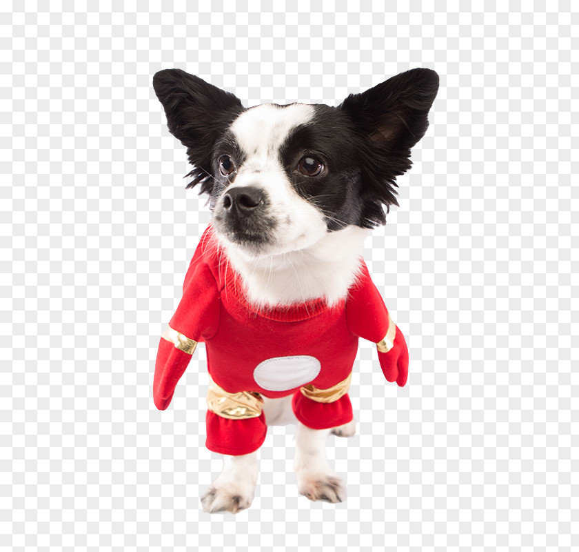 Puppy Dog Breed Chihuahua Costume Clothing PNG