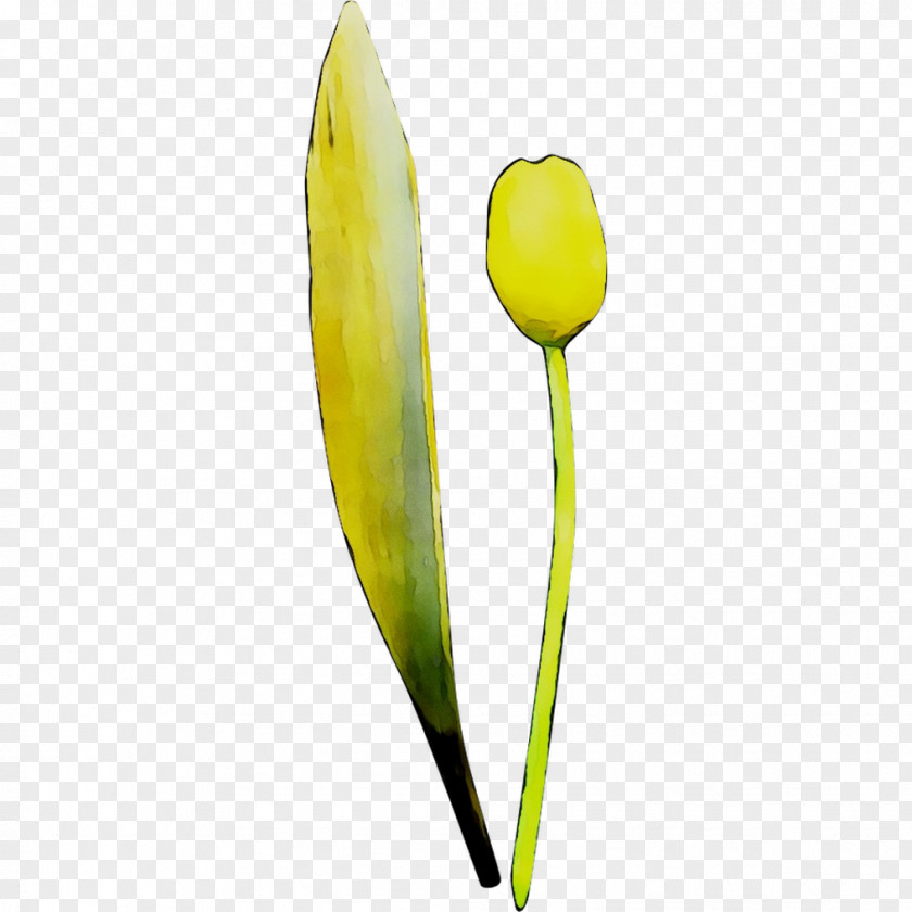 Tulip Yellow Plant Stem Plants PNG