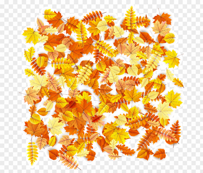 Yellow Orange Autumn Maple Leaves Red Leaf PNG
