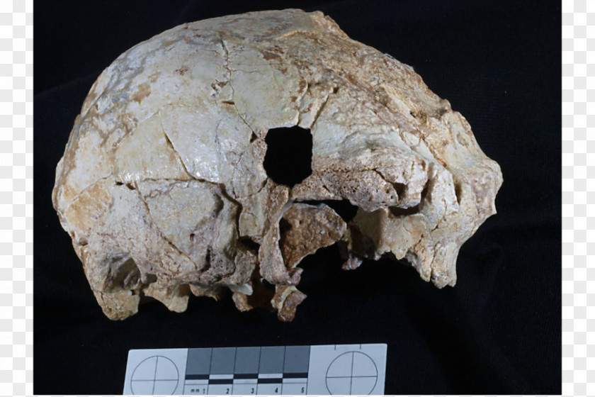 Archaeologist Neandertal Cave Of Aroeira Homo Sapiens Skull Middle Pleistocene PNG