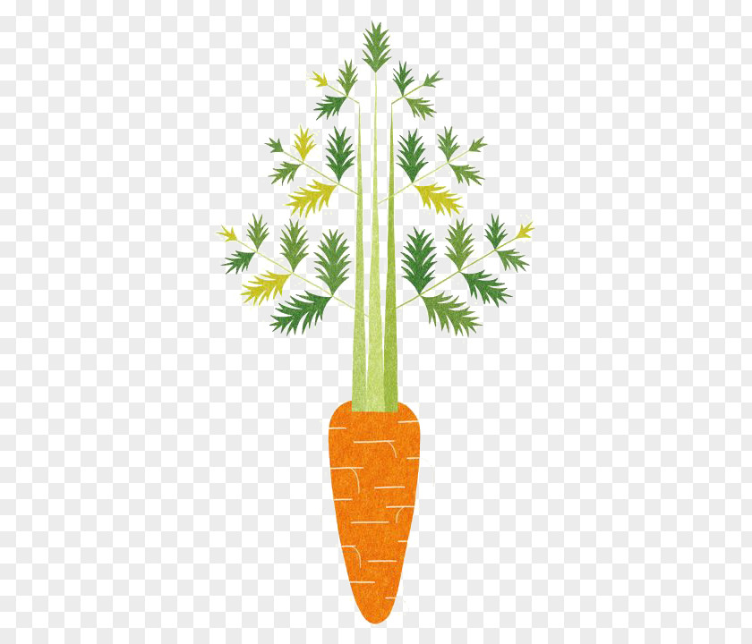 Carrot Oisix CRAZY For VEGGY Food Illustrator Vegetable Illustration PNG