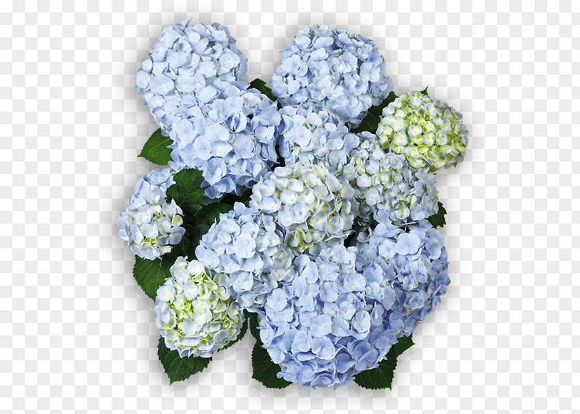 Hortensia Cut Flowers Hydrangea Arborescens Panicled Blue PNG
