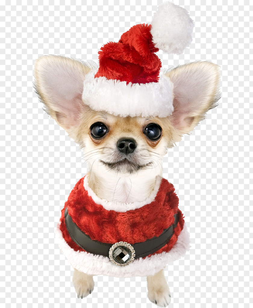 Puppy Chihuahua Havanese Dog Santa Claus Bichon Frise PNG