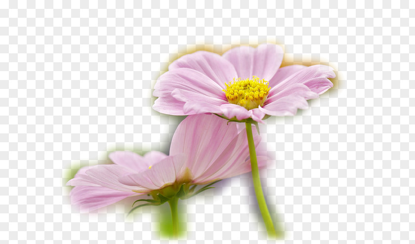 Rose Garden Roses Cosmos Petal Chrysanthemum PNG