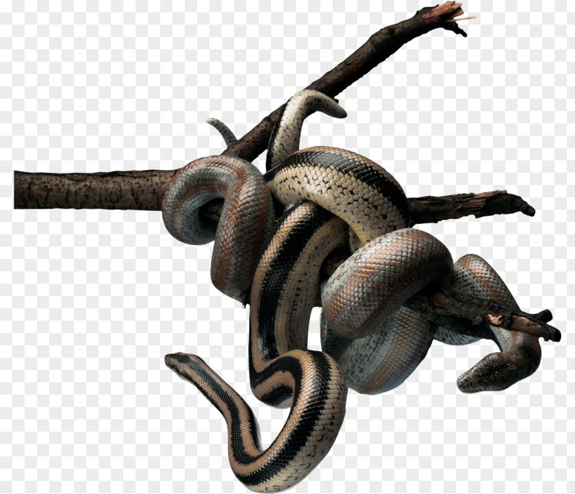 Serpiente Snake Reptile TIFF Clip Art PNG