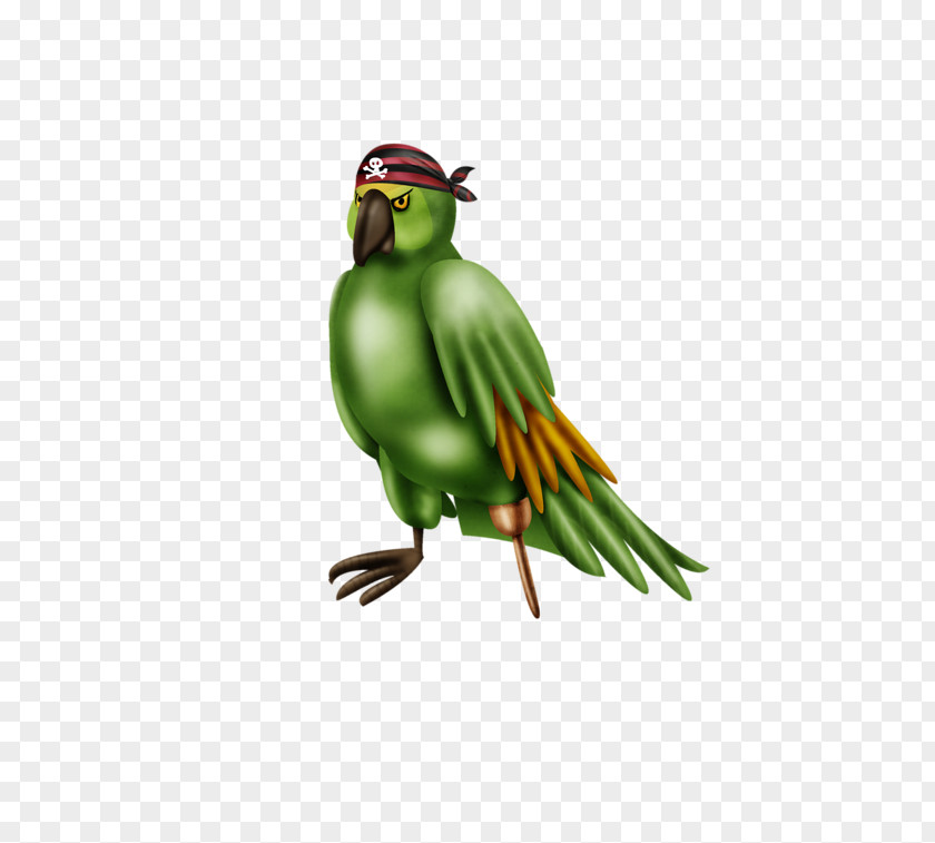 Green Birds Hummingbird Macaw PNG
