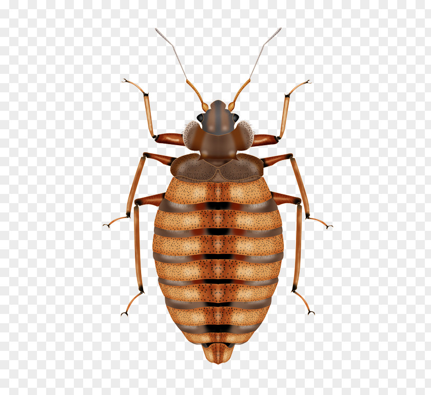 Bedbug Insect Mosquito Bed Bug Control Techniques Pest PNG