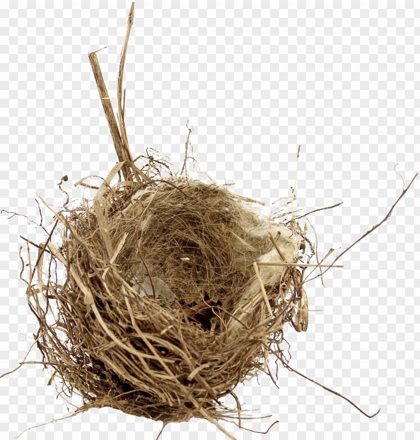 Bird Nest Physical Map Empty Syndrome Egg PNG