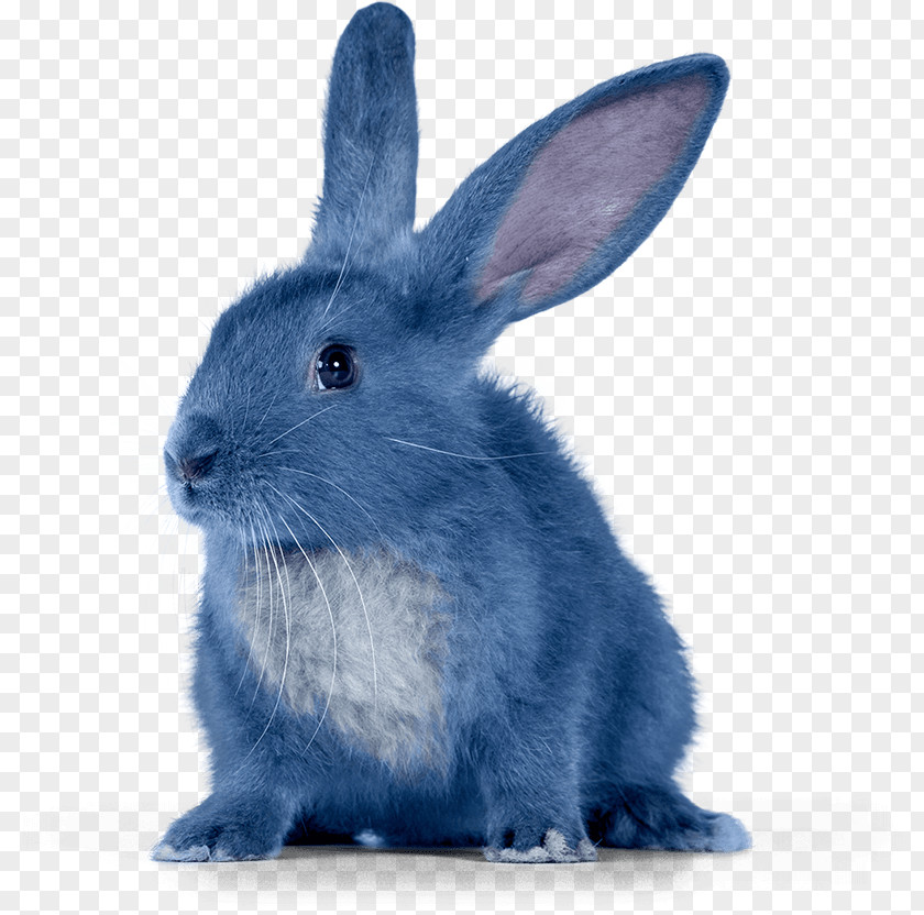 Bunny Rabbit Krosh Sovunya Pin Animation PNG