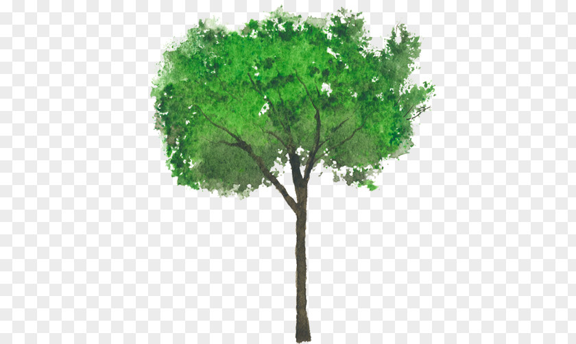 Diver Ligustrum Lucidum Tree Crepe-myrtle Japonicum Vulgare PNG