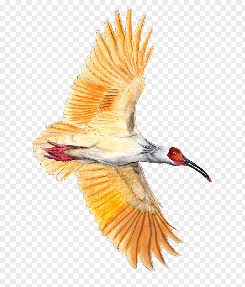 Eagle Bird Crested Ibis Colored Pencil PNG