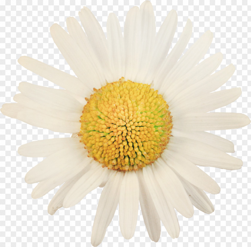 Flower Marguerite Daisy Common Oxeye Stock Photography PNG