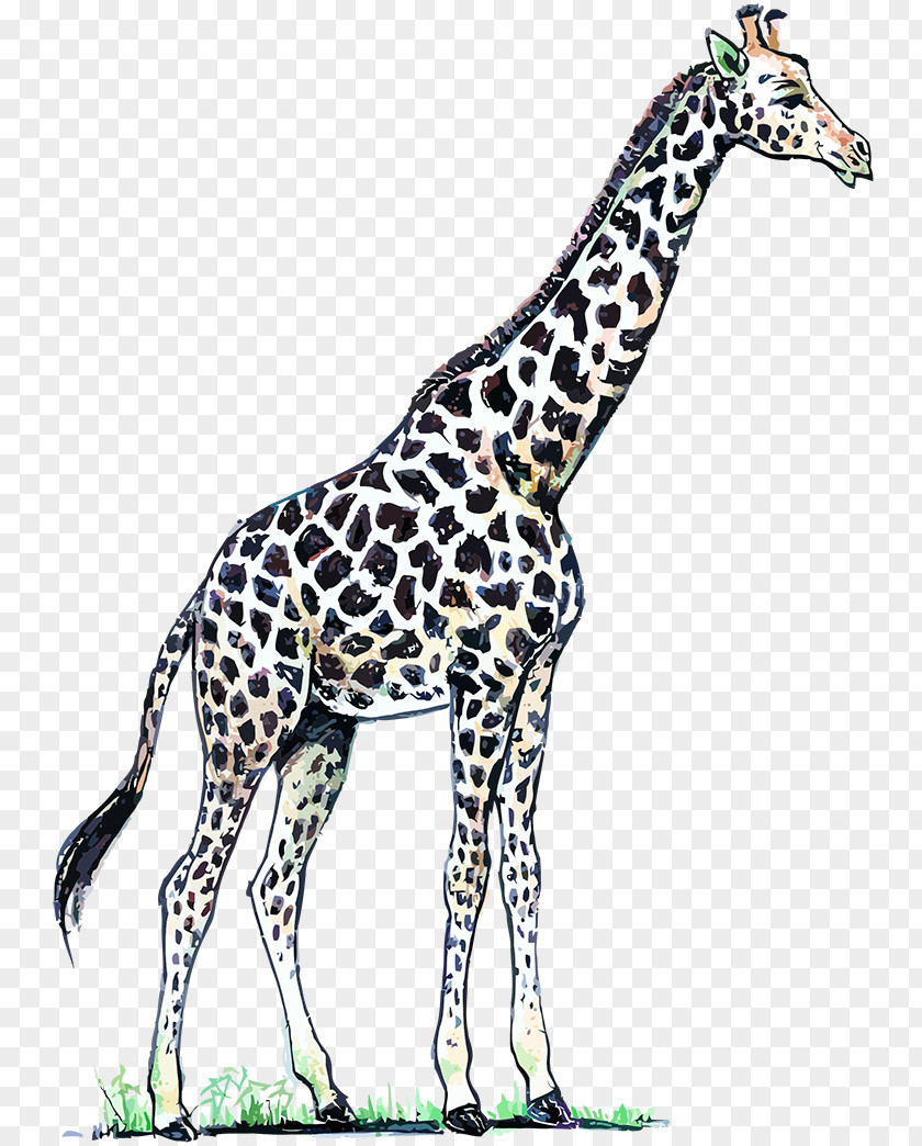 Giraffe Northern Art Neck PNG