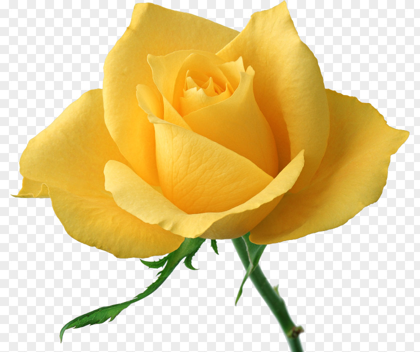 Good Evening Rose Pink Flowers Yellow Clip Art PNG