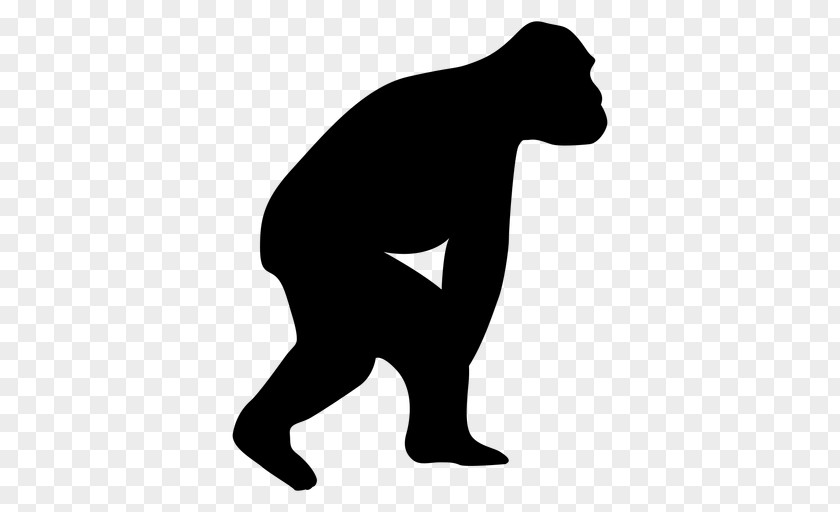 Gorilla Neandertal Human Evolution Chimpanzee Homo Sapiens PNG