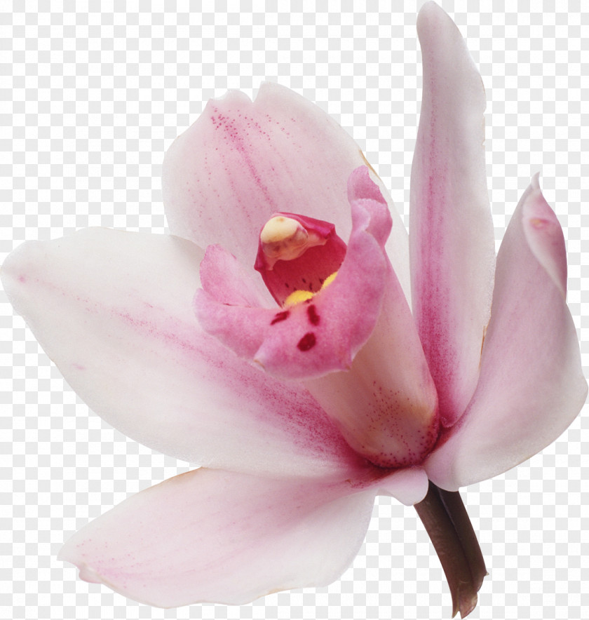 Orchid Manitowoc Grey Aida Beauty Salon Royalty-free Love Fotosearch PNG