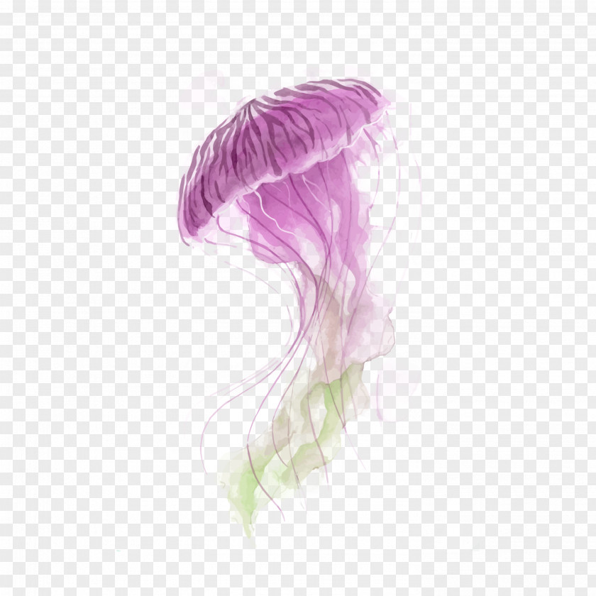 Painting Jellyfish Watercolor Vector Graphics Canvas PNG