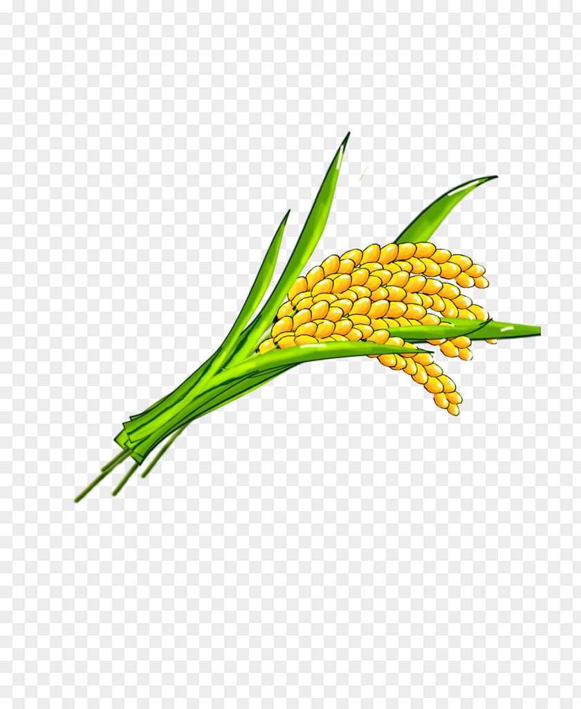 Rice Clip Art PNG