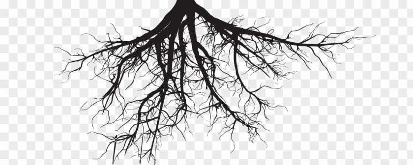 Roots 2016 Clip Art Root Tree Trunk PNG