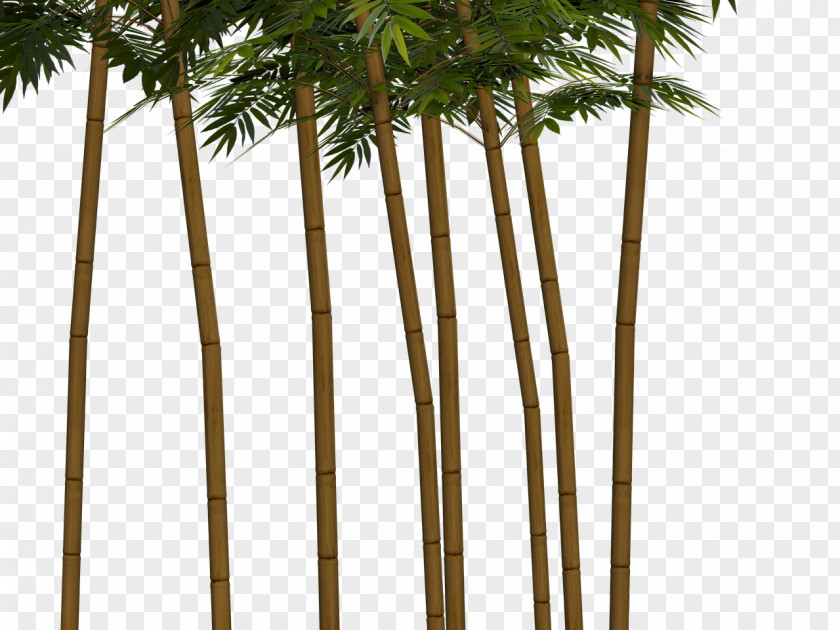 Bamboo Plant Bamboe Tree PNG