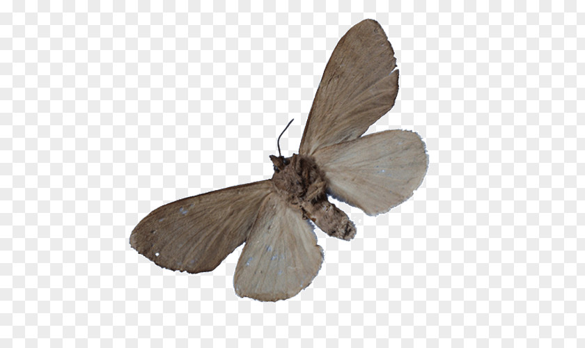 Butterfly Silkworm Moth Insect Pheromone PNG