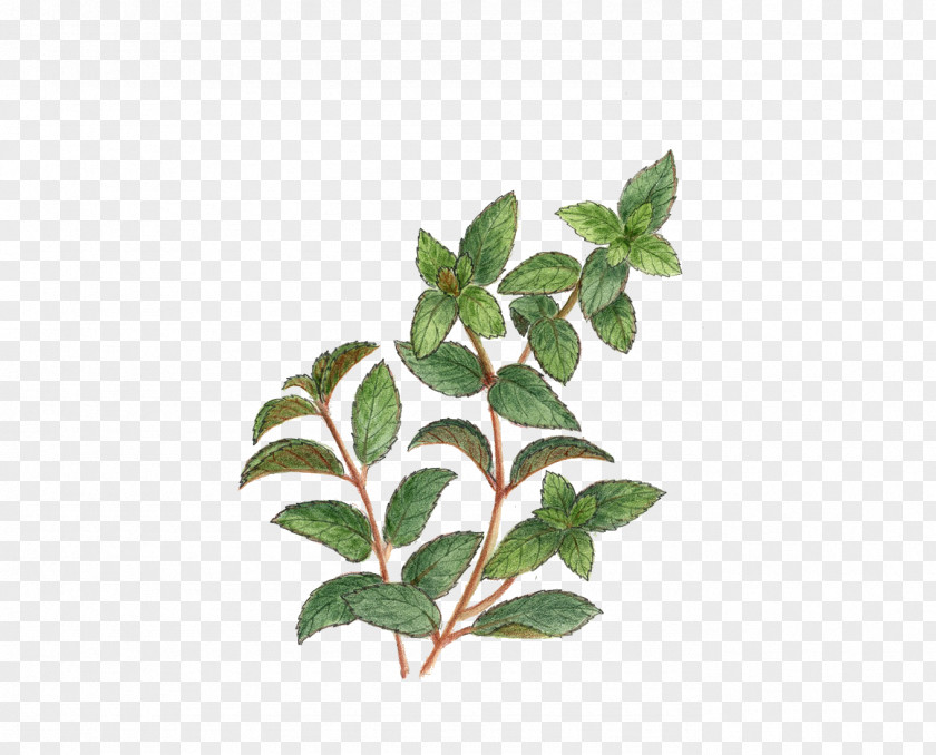 Mint Leaf Tea Stock Photography Alamy PNG