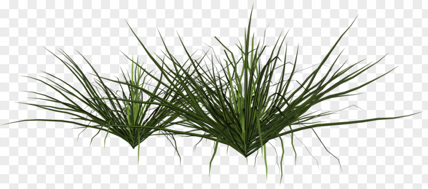 Plant Shrub Grasses Pampas Grass PNG