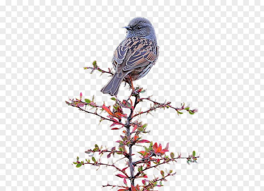 Robin Standing On Rock Pipit Pyracantha Branches Firethorn Crenatoserrata Icon PNG