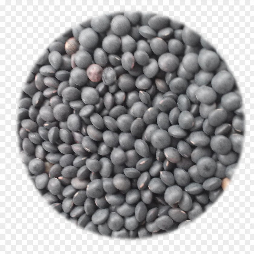Seed Commodity Bean PNG