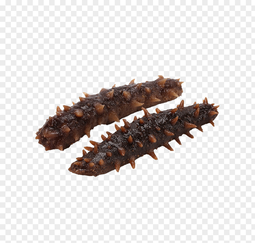 Two Sea Cucumber As Food PNG