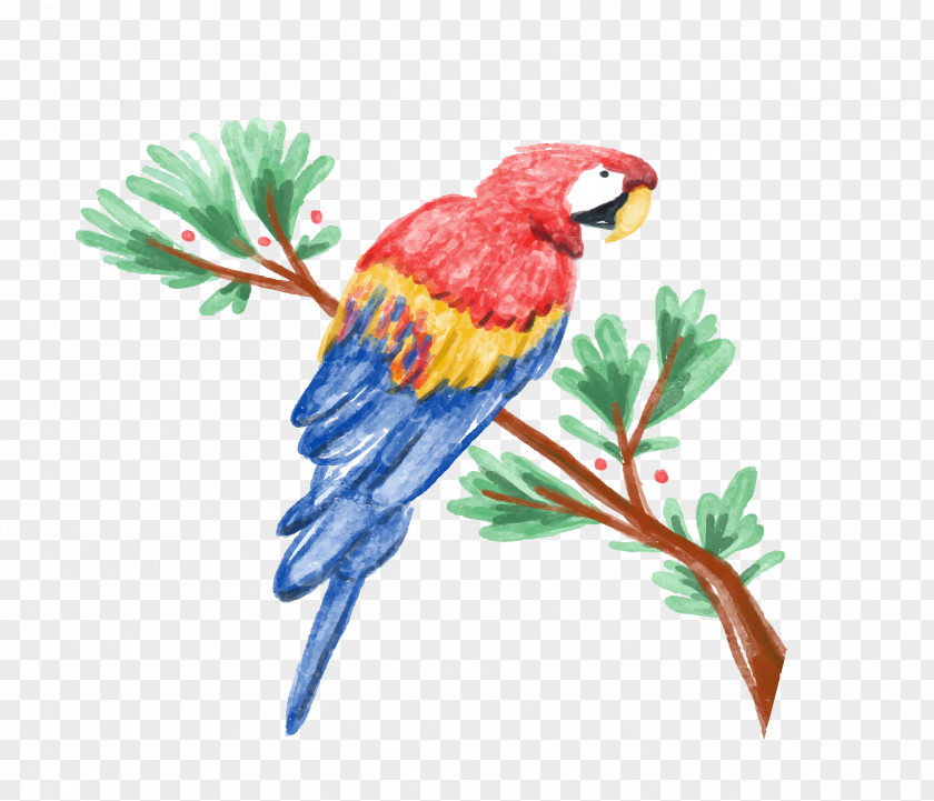 Watercolor Parrot Amazon Painting Illustration PNG