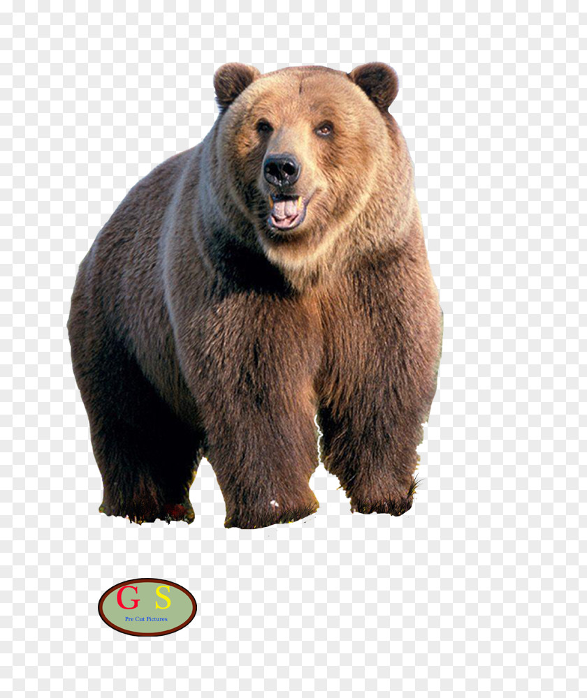 Beer American Black Bear Desktop Wallpaper IPhone 7 Grizzly PNG