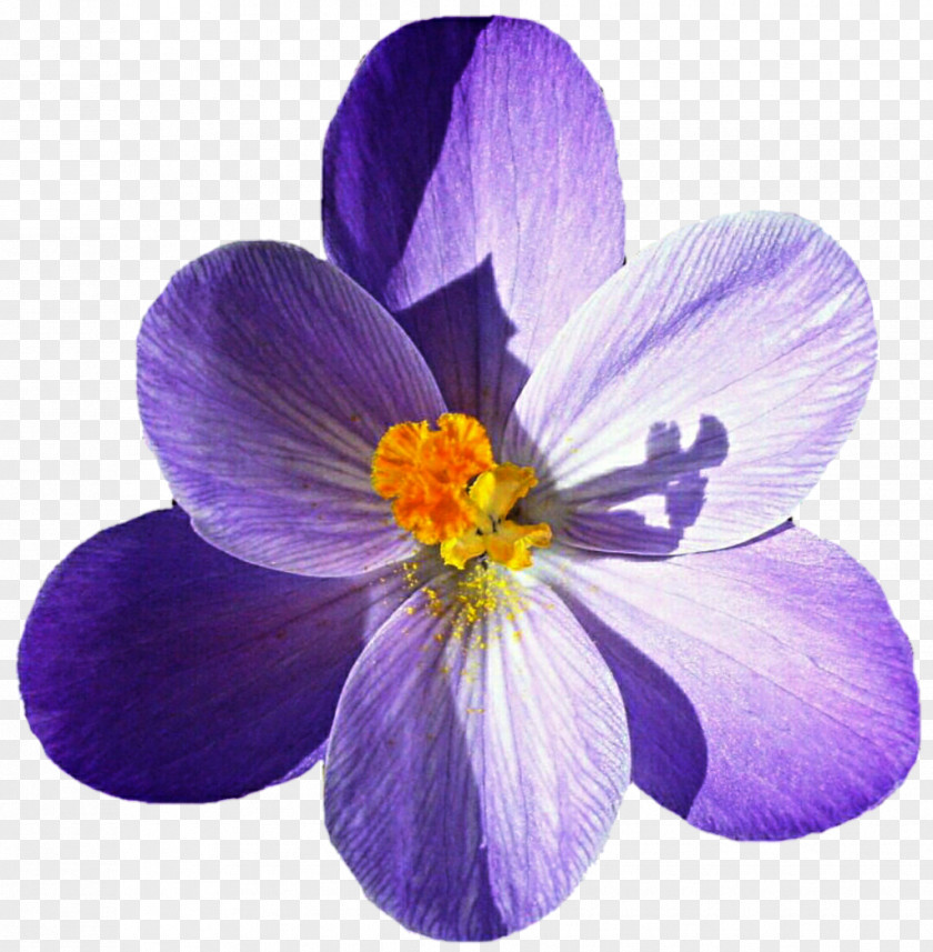 Flower Autumn Crocus Vernus Flavus Iris Family PNG