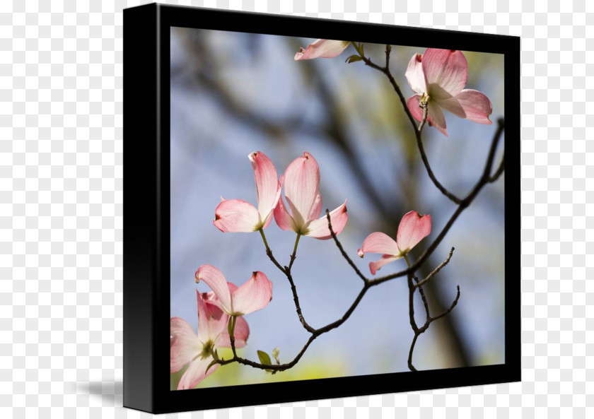 Glossy Butterflys Cherry Blossom Spring Photography Picture Frames PNG