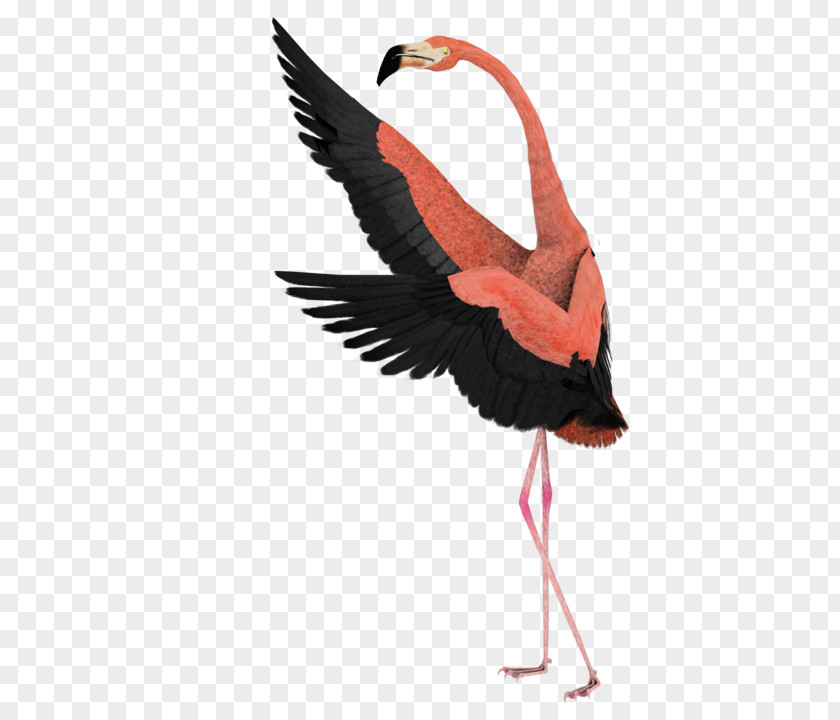 Ibis Wing Flamingo Watercolor PNG