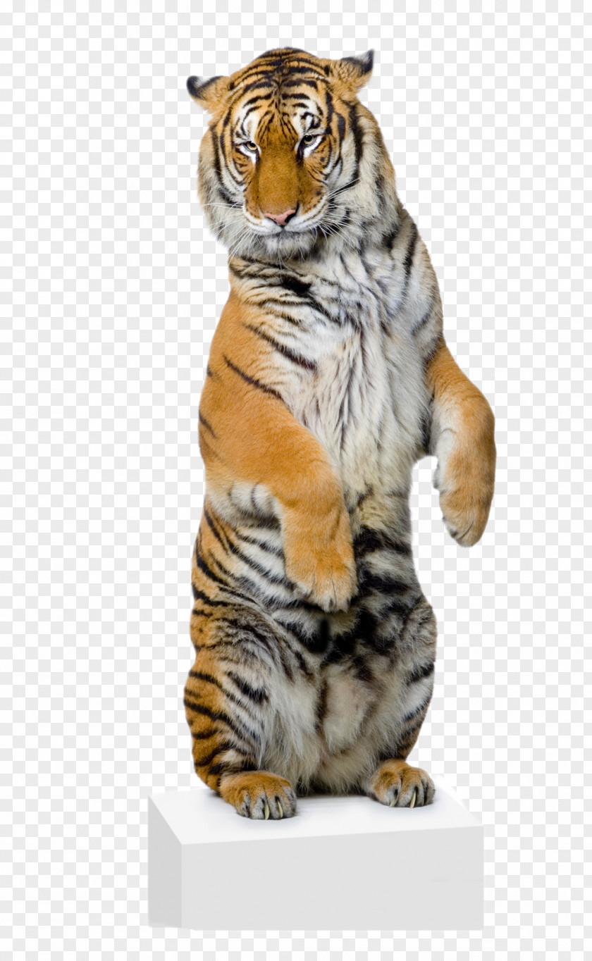 Lion White Tiger Bengal Stock Photography Felidae PNG