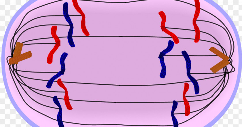 Meiosis Ii Anaphase Mitosis Prophase Telophase PNG